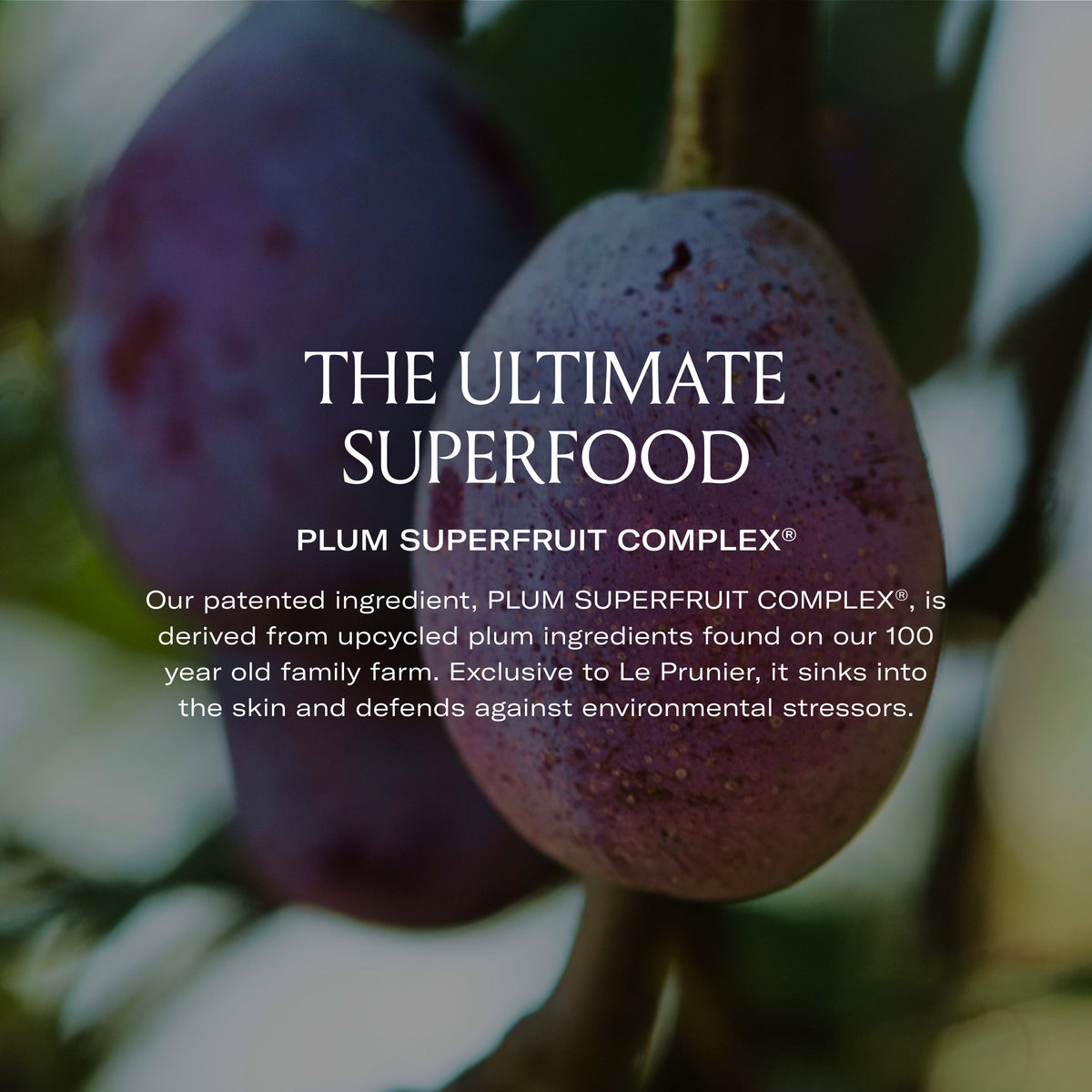 Plumscreen® Broad Spectrum SPF 31 UVA/UVB/HEV PA+++